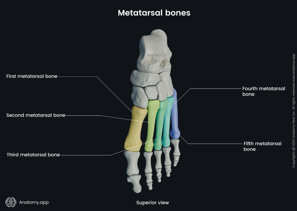 Anatomy of the Ball of the Foot